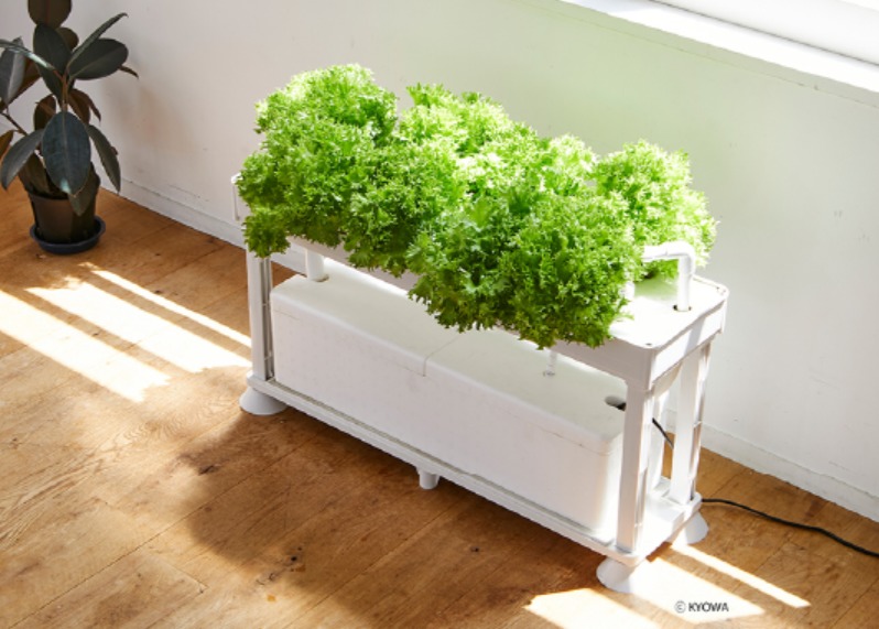 ホームハイポニカPLAABOはリビングのサラダバー