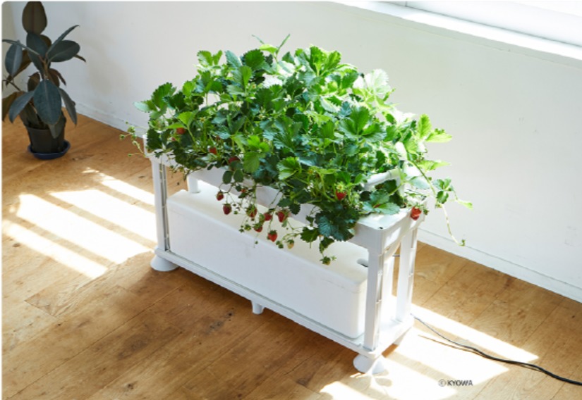 PLAABOならいちごの栽培もできる