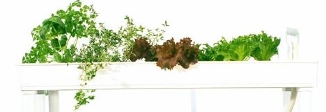 PLAABOは定植穴が多いから、多品種の育成も楽しめる