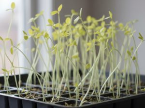 徒長したリーフレタスの苗